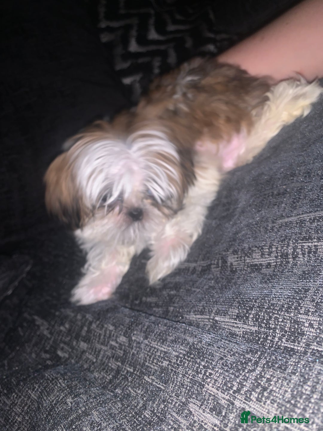 Shih Tzu dogs for sale: Shih Tzu puppies 1 BOY LEFT fully vaccinated  - Image 2