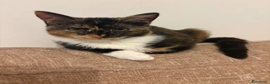 Mixed Breed 1