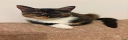 Mixed Breed cats for sale: 17 week old female kitten - Advert 2