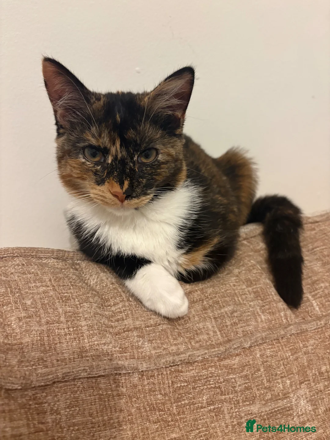 Mixed Breed cats for sale: 17 week old female kitten - Advert 2