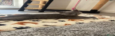 British Shorthair 1