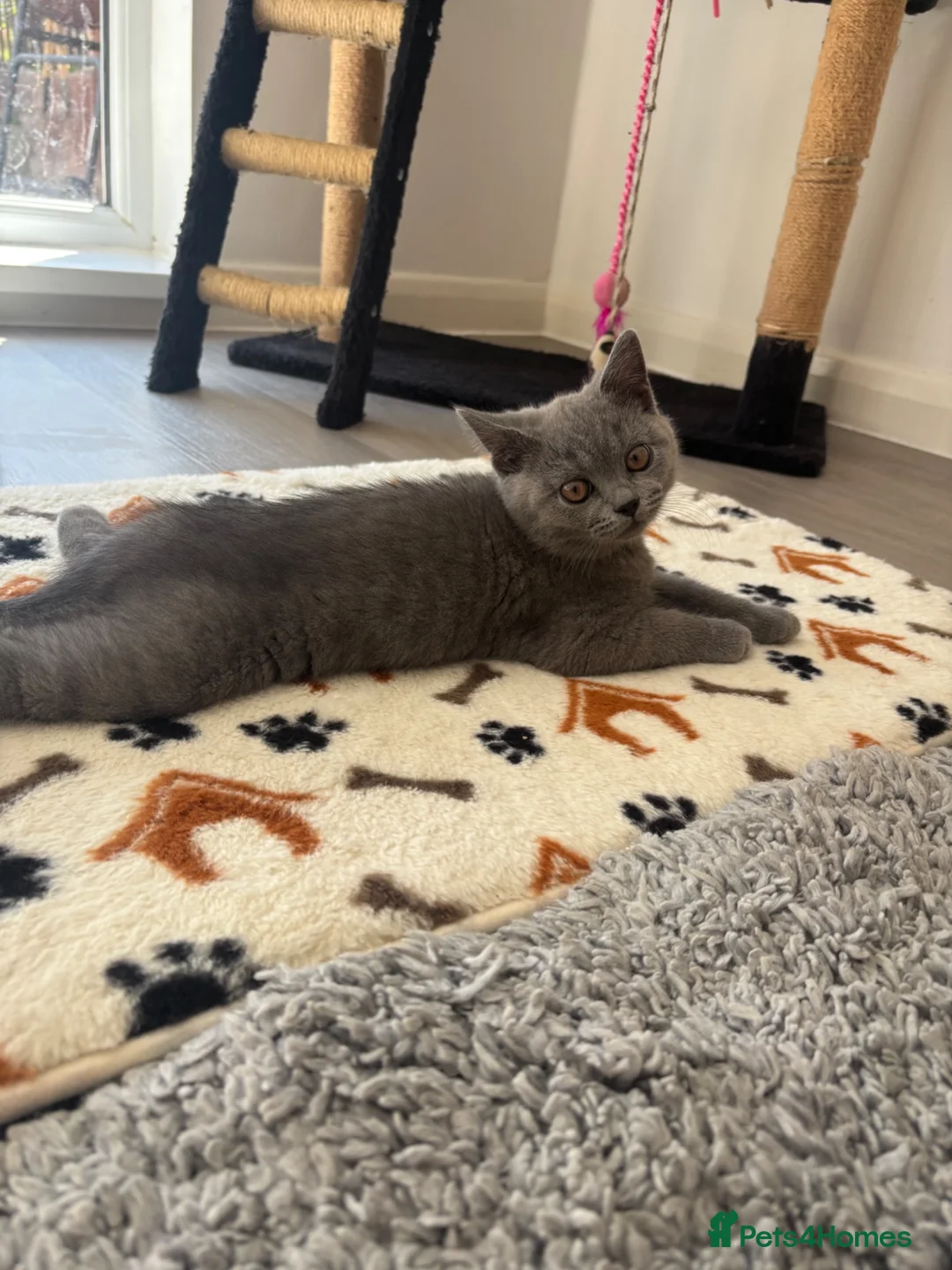 British Shorthair cats for sale: British shorthair hair last kitten  - Advert 6