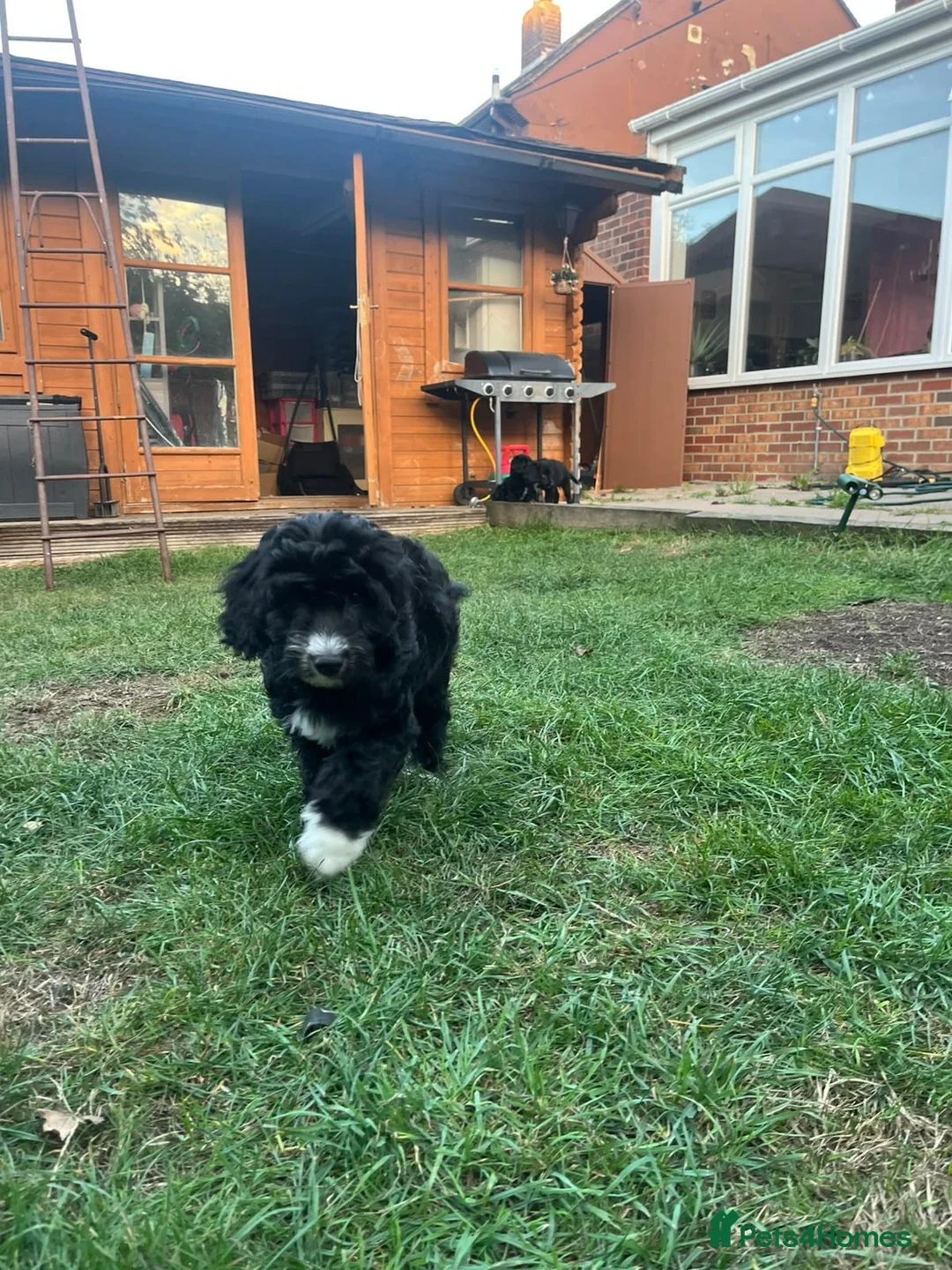 Cockapoo dogs for sale: Cockapoo Puppies for Sale - Advert 2