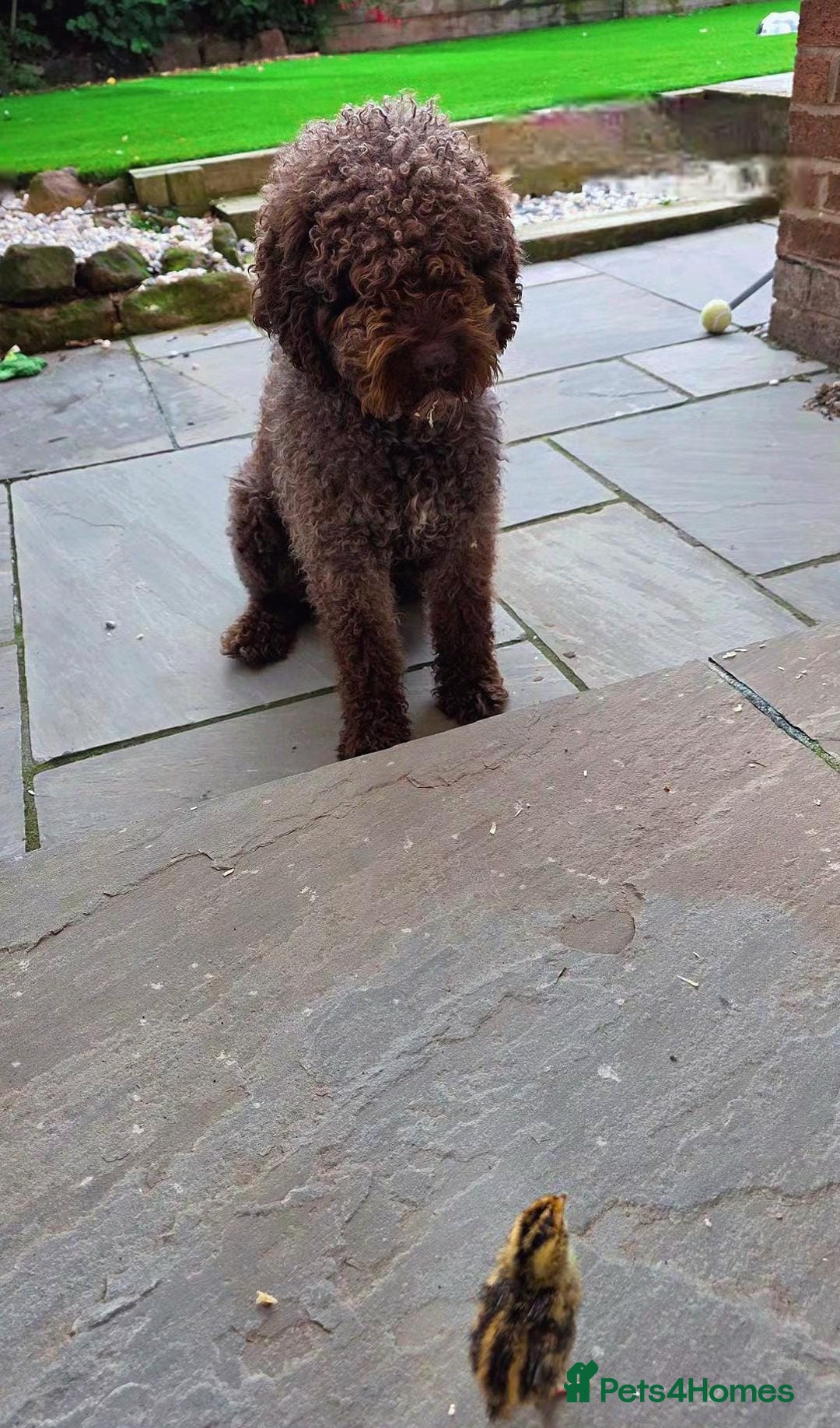 Spanish Water Dog dogs for sale: Spanish Water Dogs - expected in the New Year. - Advert 4