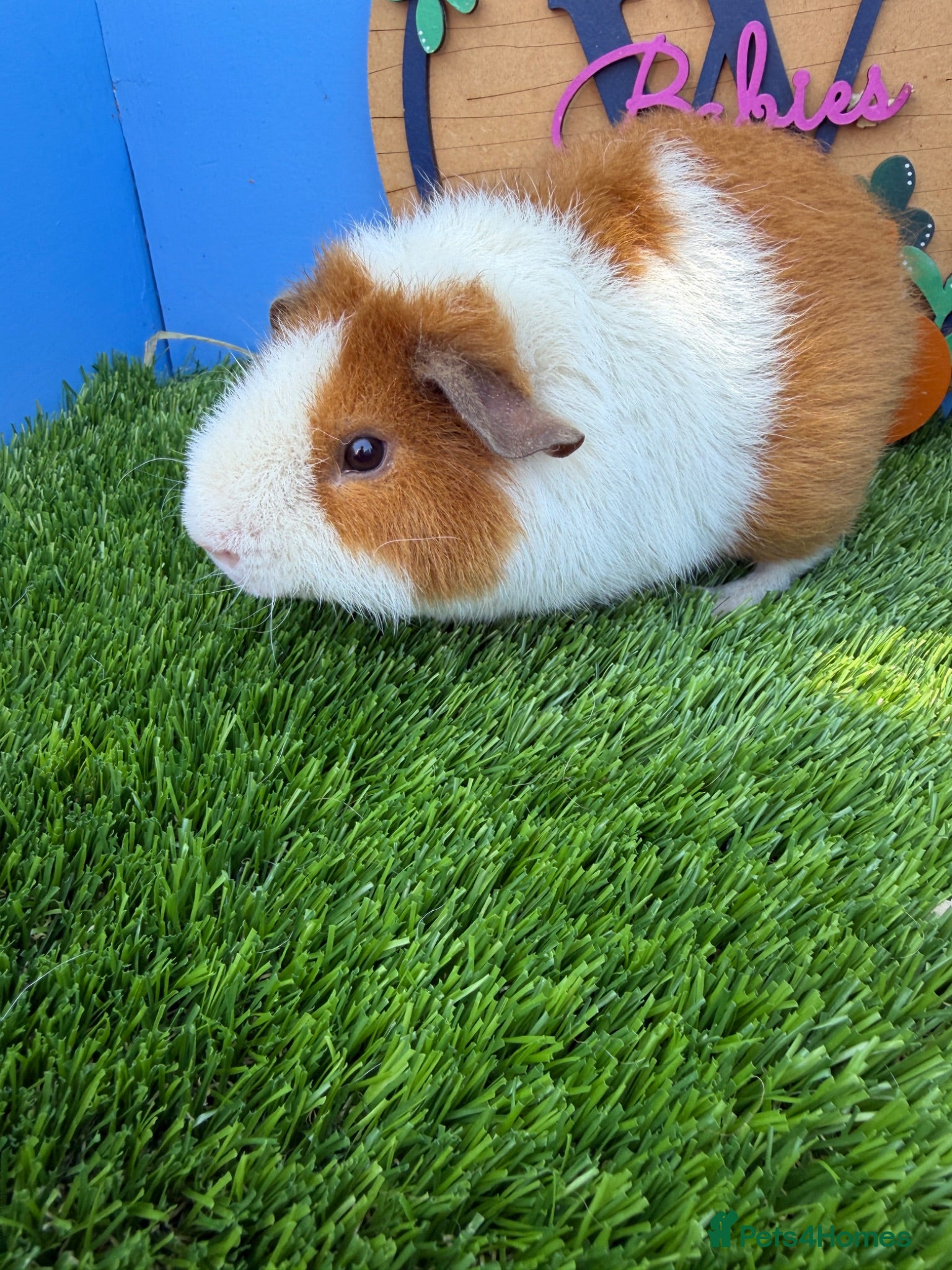 Guinea Pig rodents Teddy Guinea Pig Baby Boys Pure Bred  - Advert 2