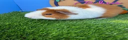 Guinea Pig rodents for sale: Teddy Guinea Pig Baby Boys Pure Bred  - Advert 2