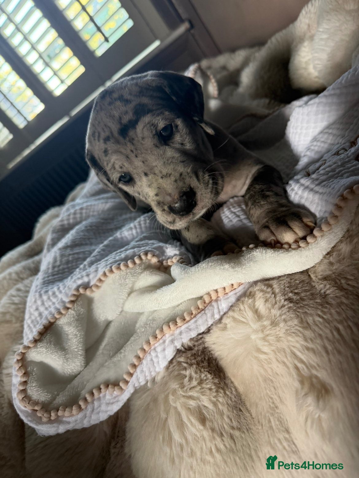 Great Dane dogs Great Dane puppies for sale  - Advert 2