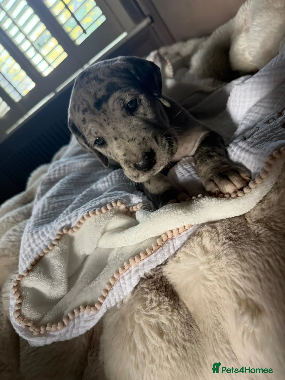 Great Dane dogs for sale: Great Dane puppies for sale  in Wakefield - Advert 2