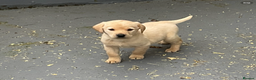 Labrador Retriever dogs for sale: Labrador puppies  - Advert 2