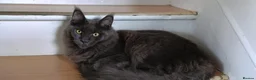 Maine Coon cats for sale: Maine coon kittens - Advert 1