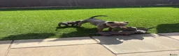 Staffordshire Bull Terrier dogs for sale: KC puppies for new homes  - Advert 5