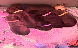 Mixed Breed dogs for sale: Rottweiler x Staffordshire bull terrier puppies - Image 1