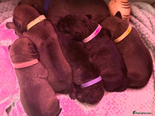 Mixed Breed dogs - Advert 13