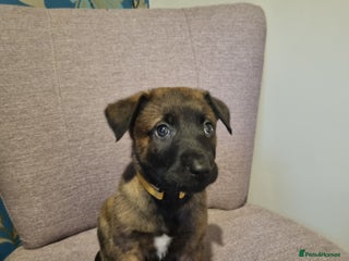 Belgian Shepherd Dog dogs Mother is a Dutch Herder NOT Belgian shepherd!! - Advert 3