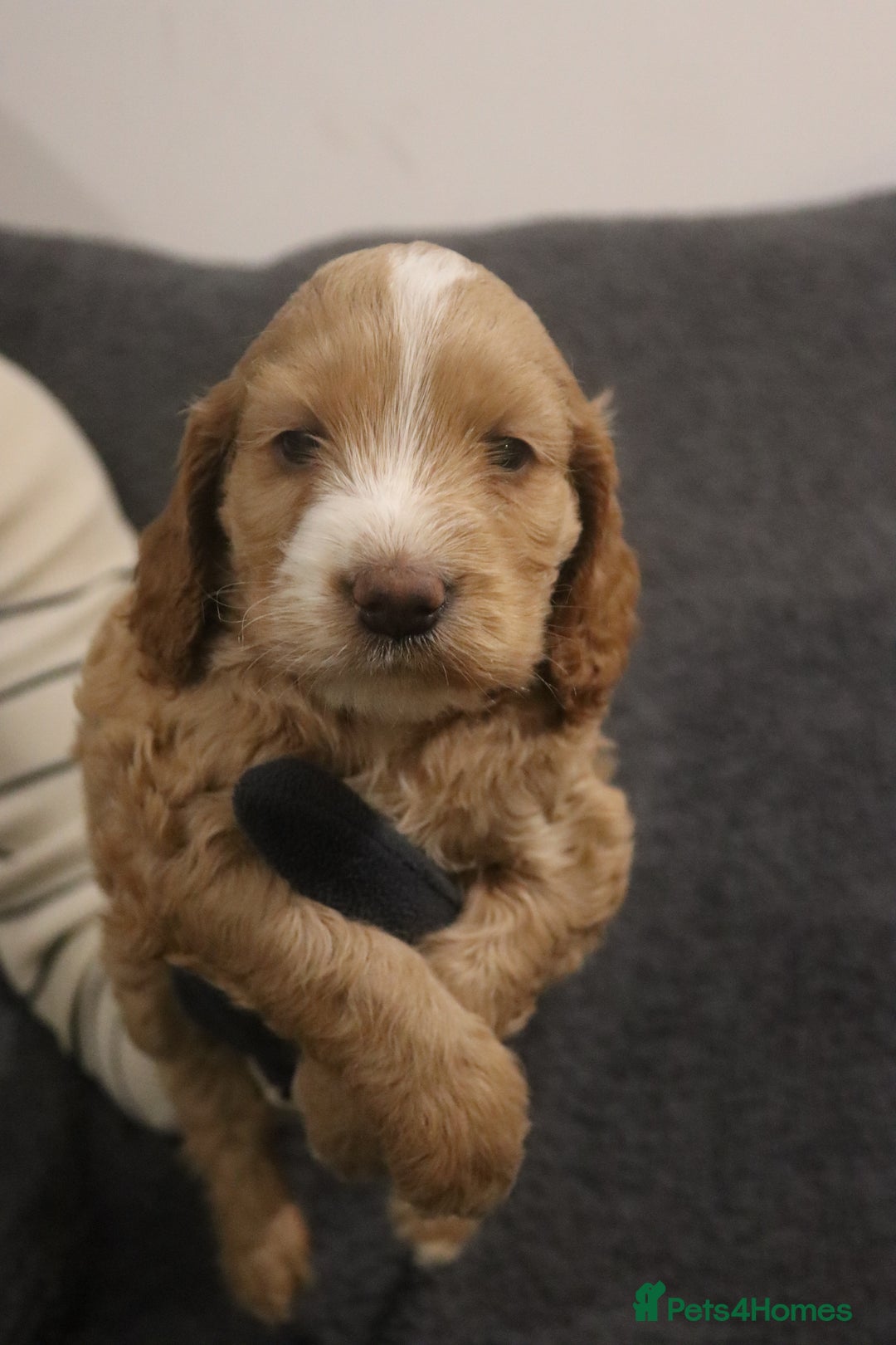 Cockapoo dogs for sale: Adorable Puppies Looking for Their Forever Homes! - Advert 13