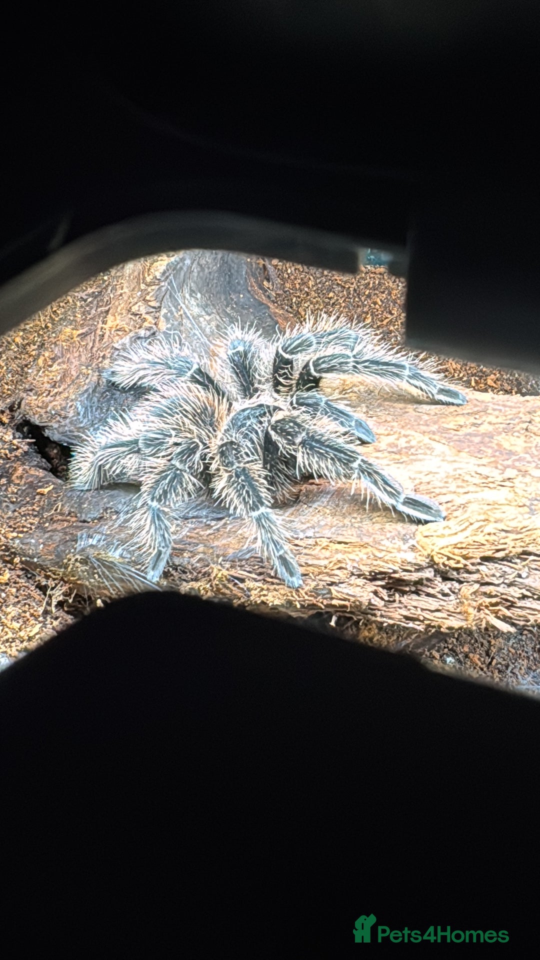 Gallery Image {{count}}