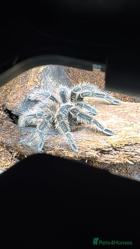 Gallery Image {{count}}