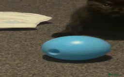 Bombay cats for sale: 2 beautiful baby kittens  - Image 3