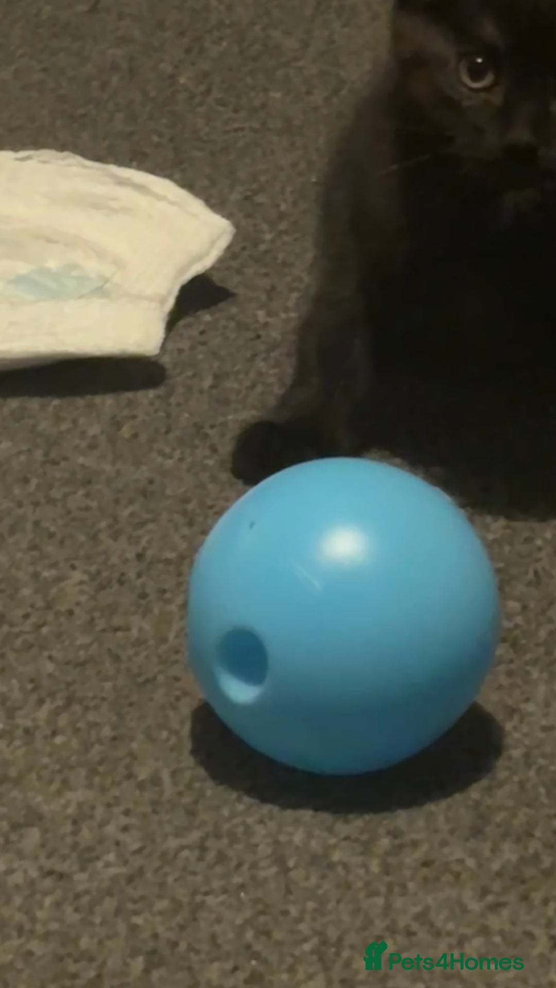 Bombay cats for sale: 2 beautiful baby kittens  - Image 3