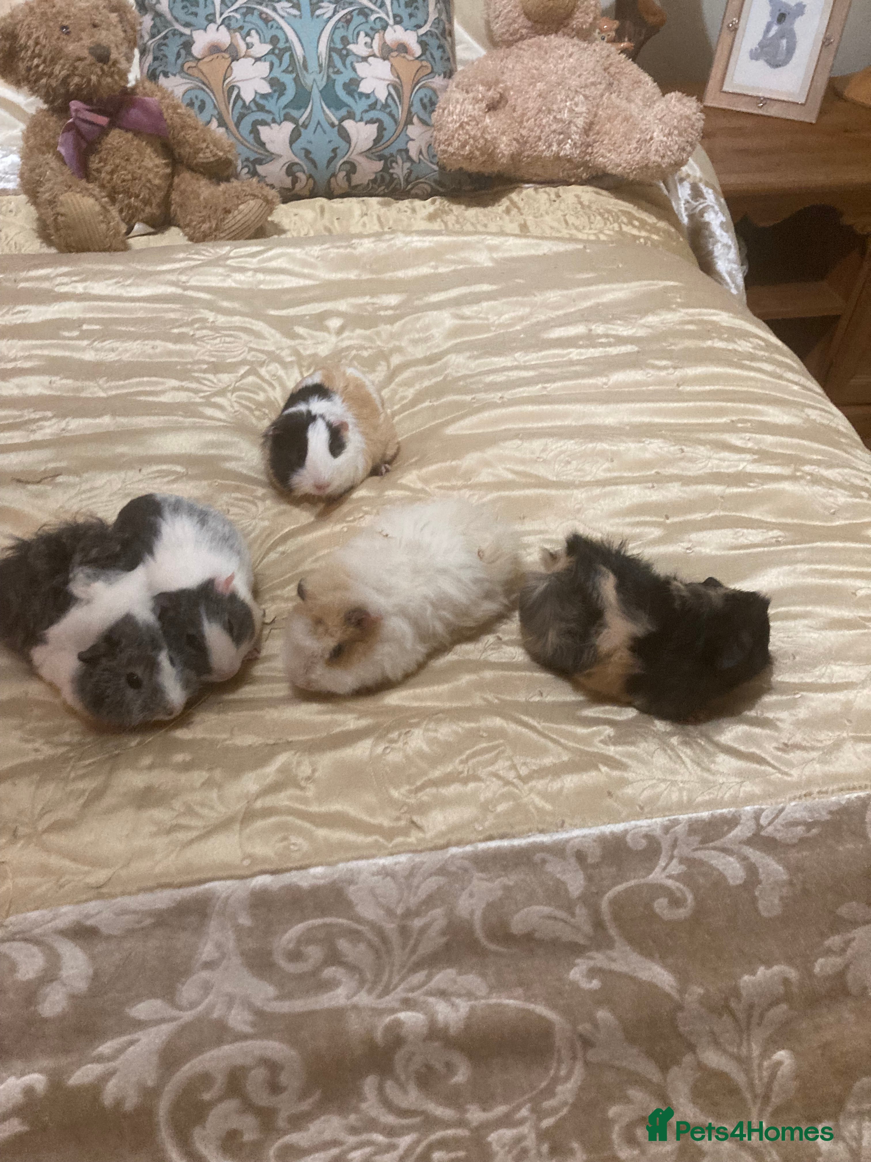 Guinea Pig rodents 5 gorgeous female Guinea pigs for sale - Advert 1