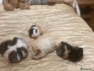 Guinea Pig rodents 5 gorgeous female Guinea pigs for sale - Advert 1