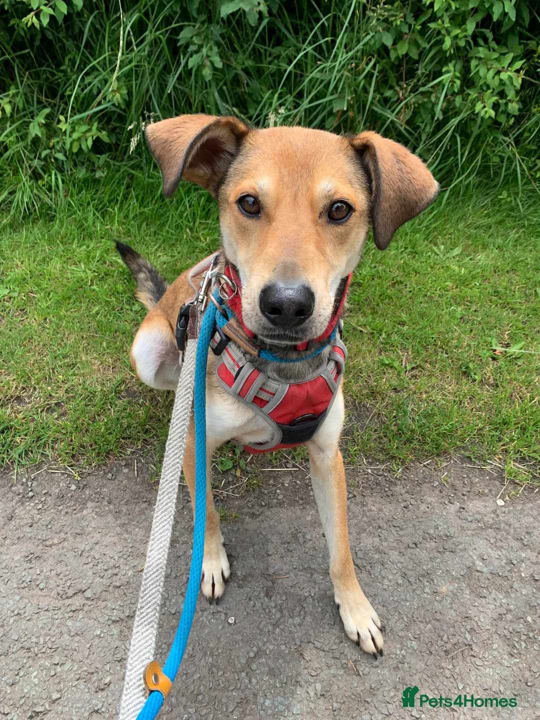 Mixed Breed dogs for adoption: Meet Barney, currently residing in Cheshire  in Nantwich - Advert 5