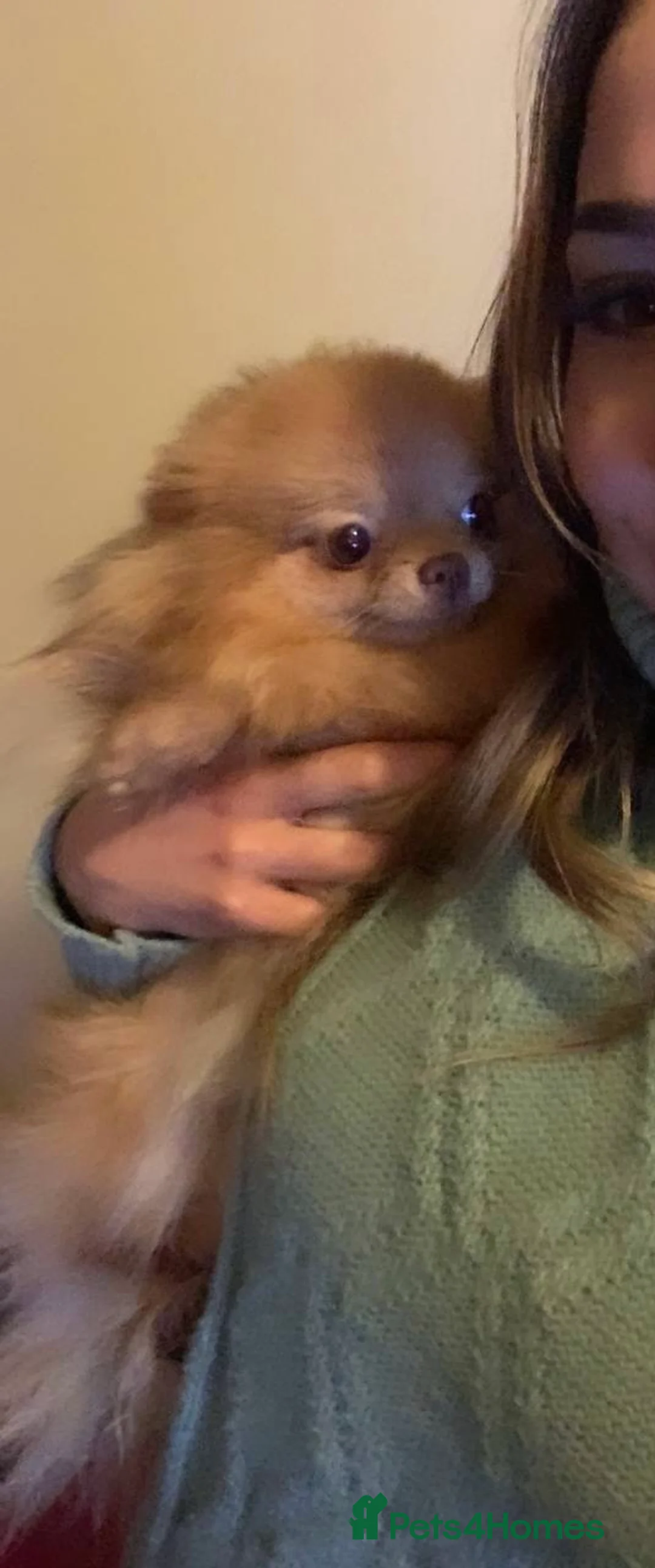 Pomeranian dogs for stud: STUD Chocolate and Tan Merle Blue Eyes Puppy Size in Guildford - Advert 33