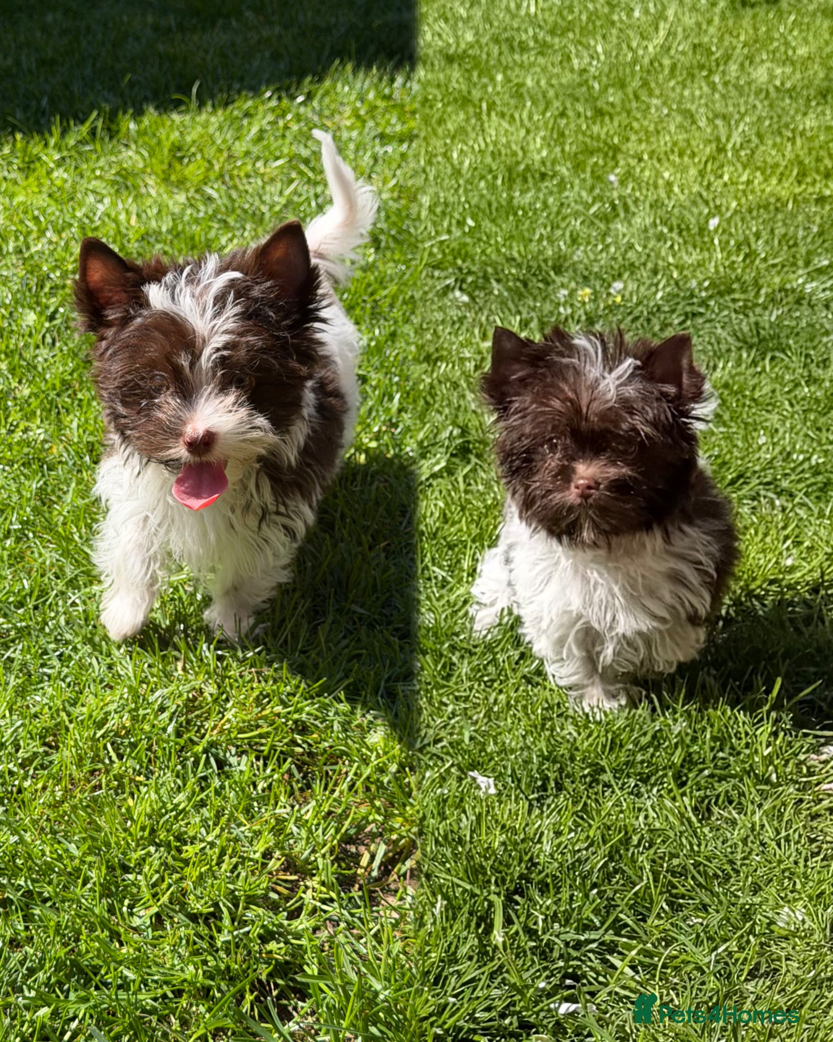 Yorkshire Terrier dogs Tiny Boys🐾 Pedigree 🐾 - Advert 10