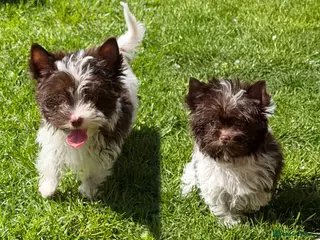 Yorkshire Terrier dogs Tiny Boys🐾 Pedigree 🐾 - Advert 12