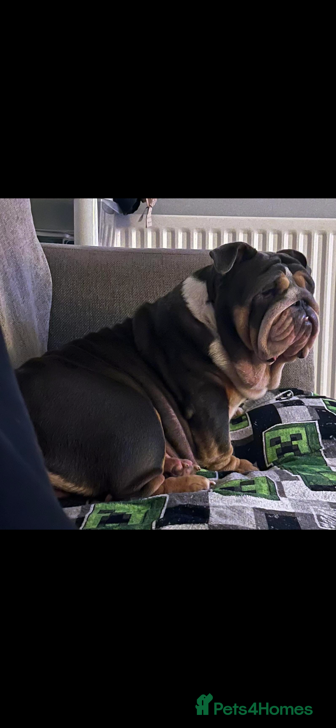 English Bulldog dogs for sale: Gorgeous Puppy Bulldogs for sale - Advert 2