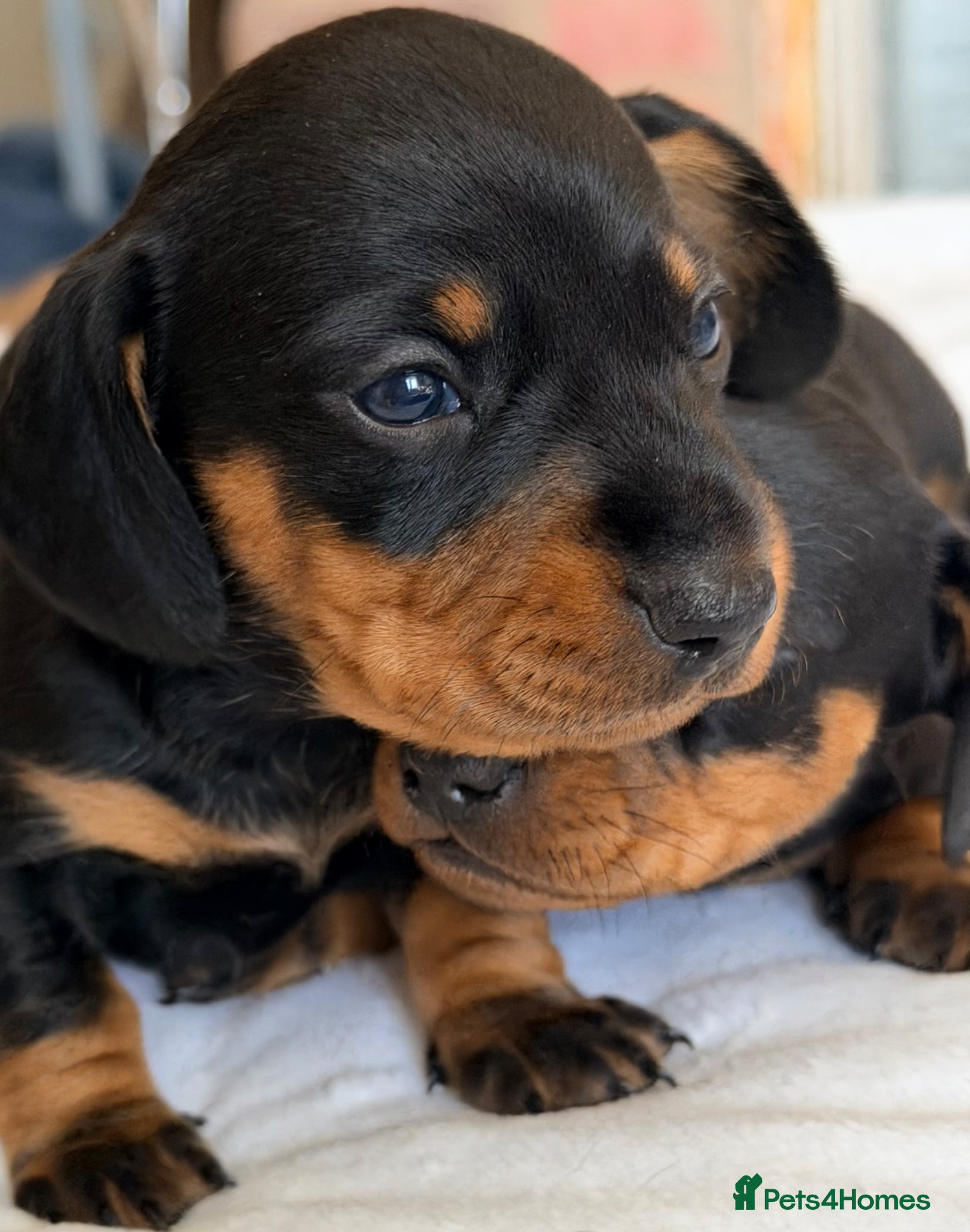 Miniature Dachshund dogs KC Black & Tan Miniature Dachshunds - Advert 2