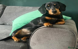 Miniature Dachshund dogs for sale: Miniature Dachshund puppies - Image 8
