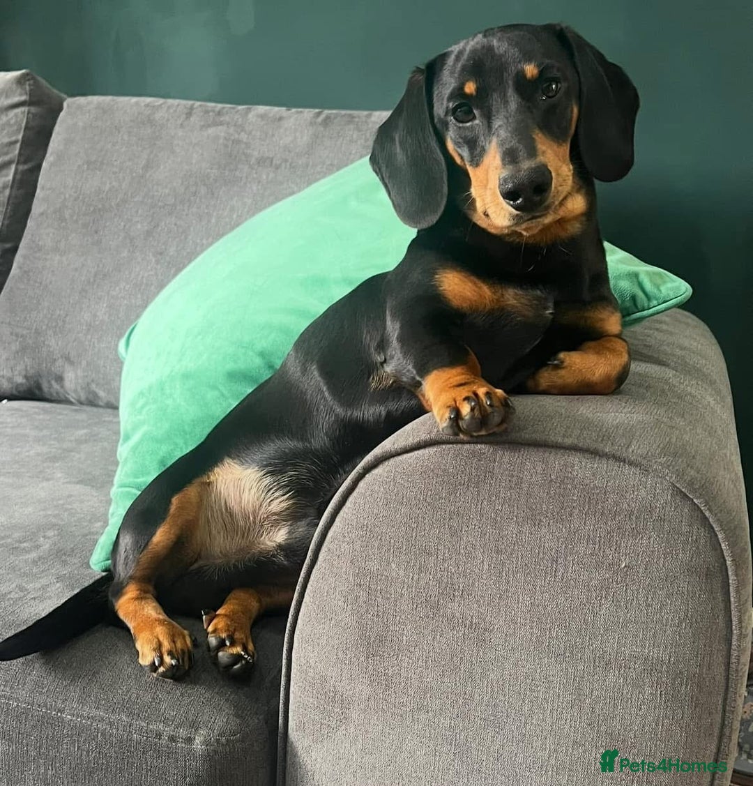 Miniature Dachshund dogs for sale: Miniature Dachshund puppies - Image 8