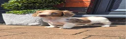 Miniature Dachshund dogs for sale: Isabella and Tan Piebald Long Hair Female - Advert 14