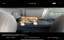 Jack Chi dogs for sale: Jack chi  - Advert 3