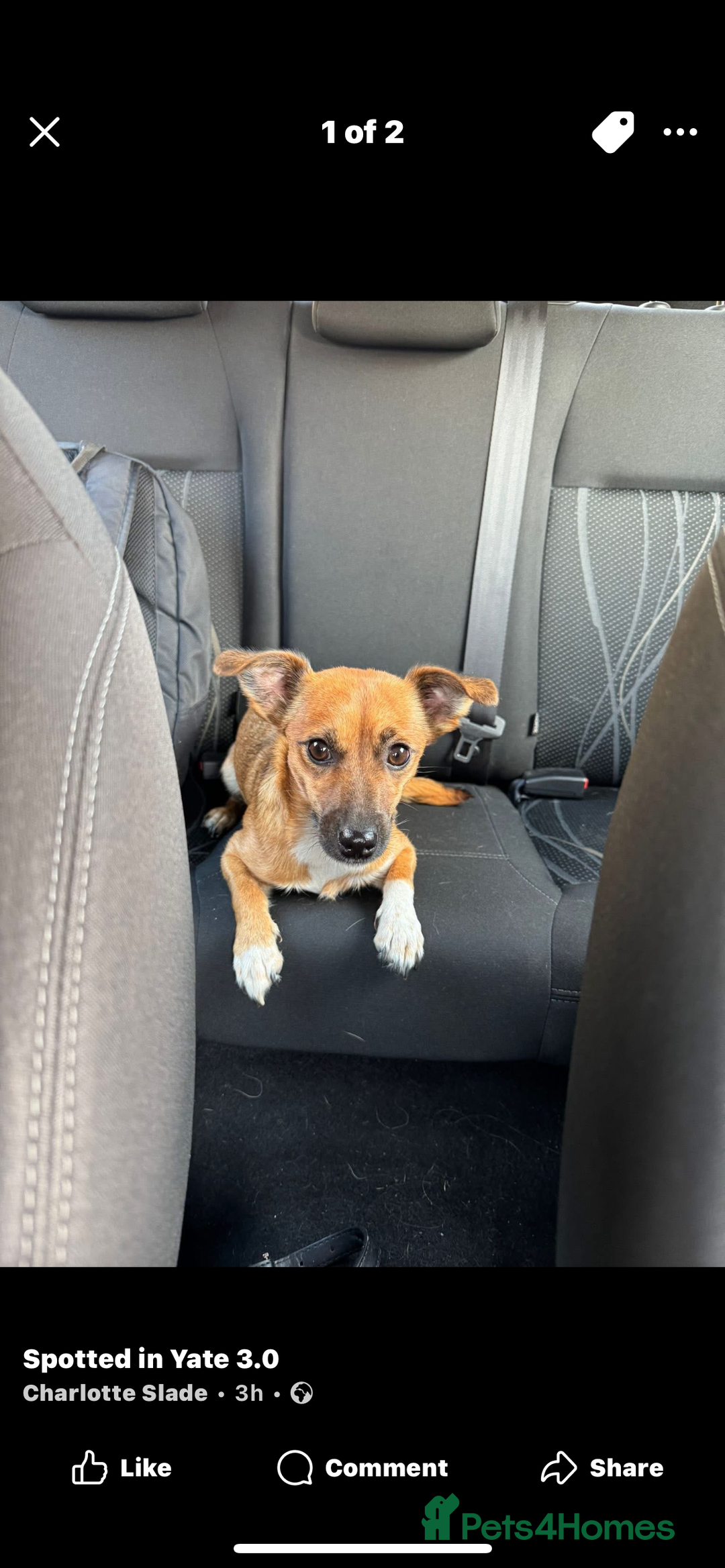 Jack Chi dogs for sale: Jack chi  - Advert 3