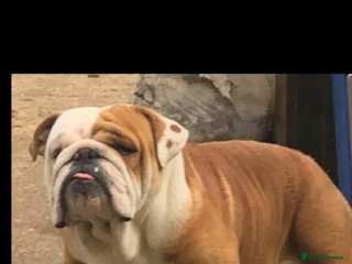 English Bulldog dogs Standard English bulldog - Advert 1