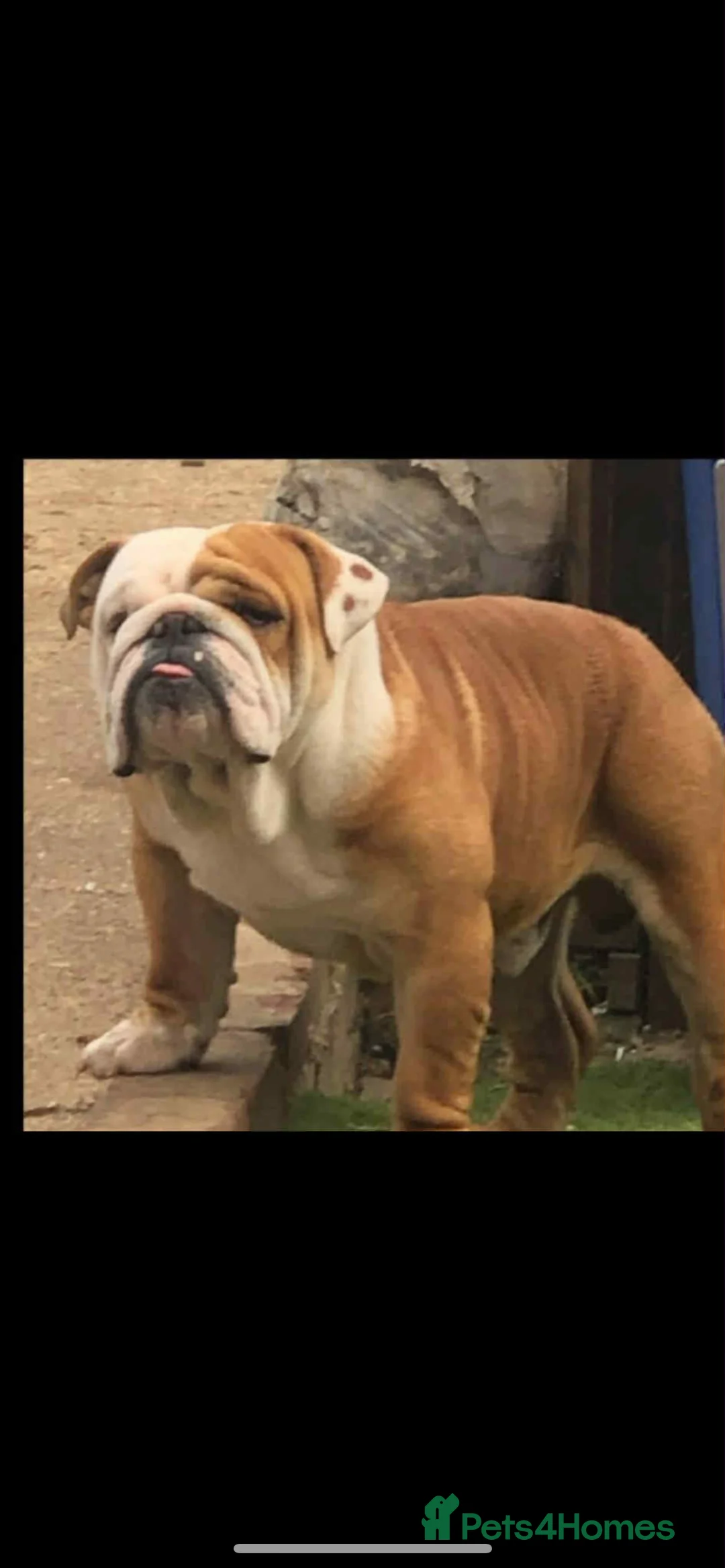 English Bulldog dogs for stud: Standard English bulldog  - Advert 1