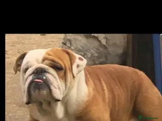 English Bulldog dogs Standard English bulldog - Advert 4