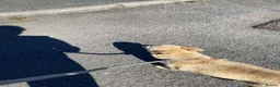 Mixed Breed dogs for adoption: Meet Heidi, currently residing in Warwickshire in Leamington Spa - Advert 5