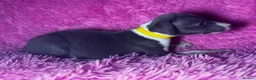 Whippet dogs for sale: Only 3 boys Quality pedigree whippet puppies left  - Advert 8