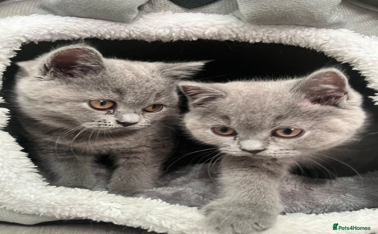 British Shorthair cats - Advert 2