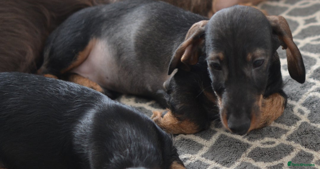 Miniature Dachshund dogs for sale: KC Reg Miniature Dachshund Wire Haired Boy - Advert 6