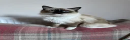 Ragdoll cats for sale: GCCF. Perfect Ragdolls ready to go. - Advert 8