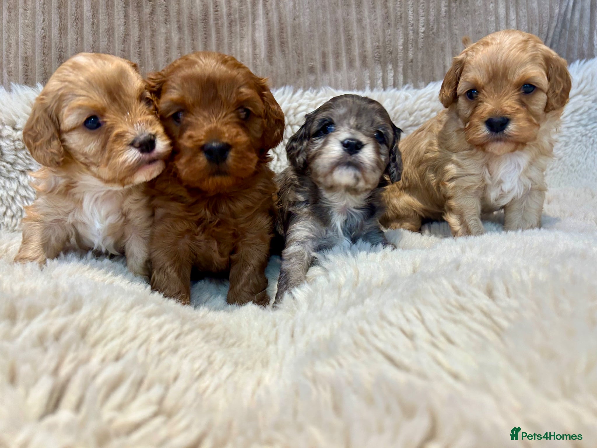 Cavapoo dogs F1 Rainbow litter of Cavapoo cuties  - Advert 1