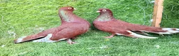Pigeons birds for sale: Beautiful Vaccinated Pigeons – Quick Sale £20 - Advert 5