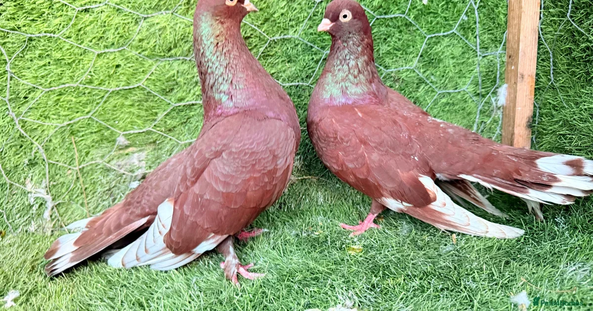 Pideon Max Pigeon for sale Birds for sale | Pets4Homes