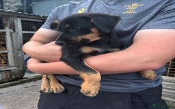 Mixed Breed dogs for sale: 6 collie cross kelpie pups  - Image 7
