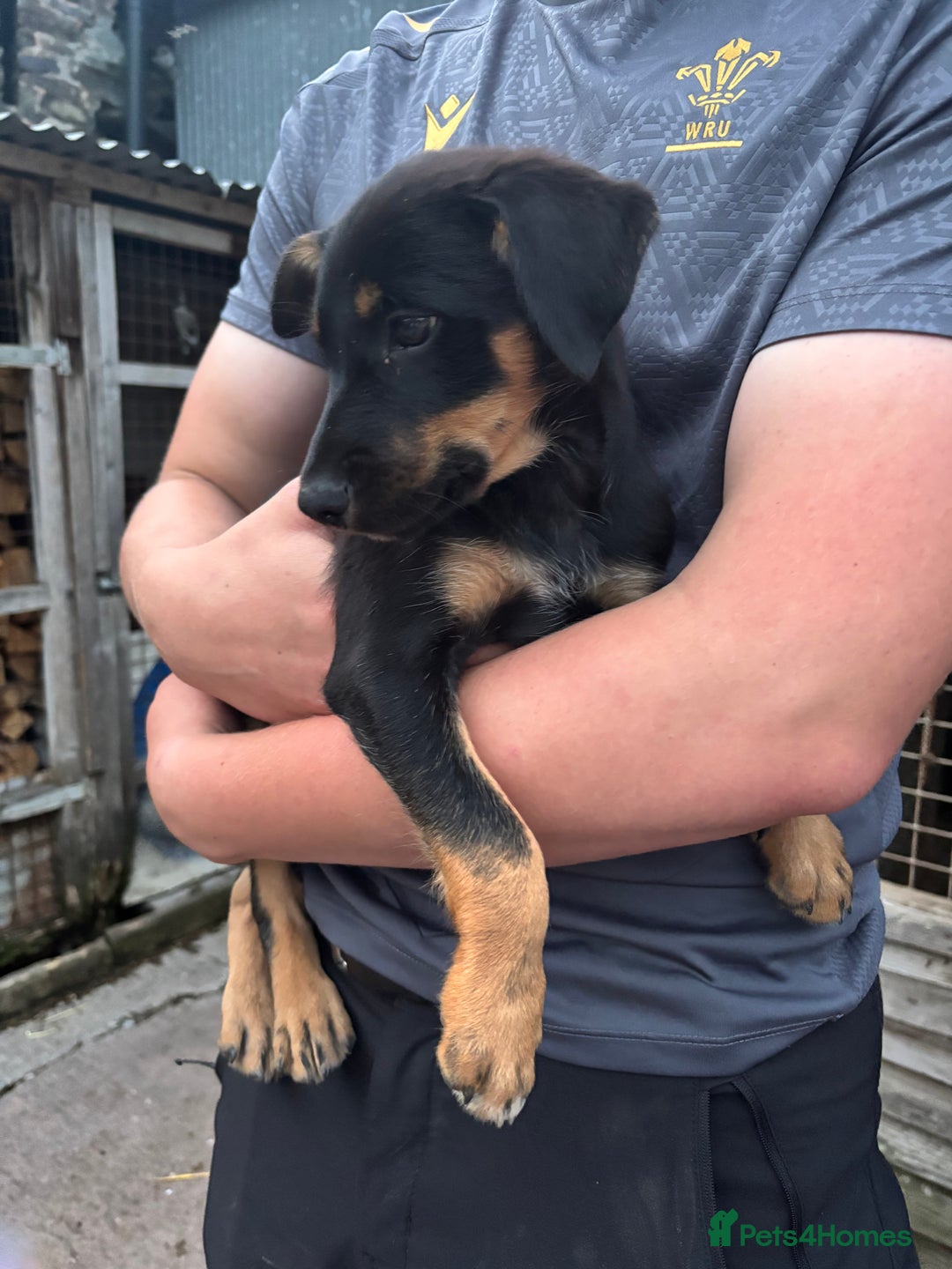 Mixed Breed dogs for sale: 6 collie cross kelpie pups  - Image 7