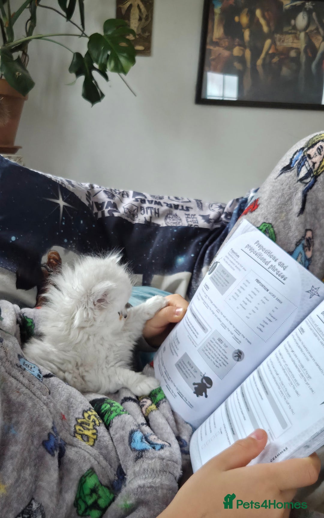 Persian cats for sale: Silvertip Chinchilla Persian- Boy & Girl Available - Advert 9